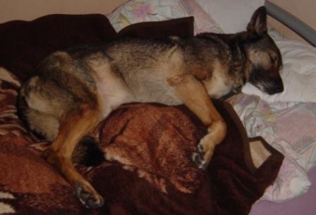 Hygienefanatiker weggucken: ja, mein Hund darf auch ins Bett